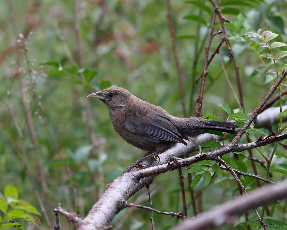 山噪鹛是我国特有物种在兰州附近的区域都很常见