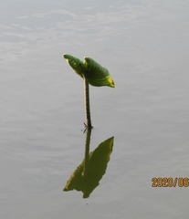 1009096