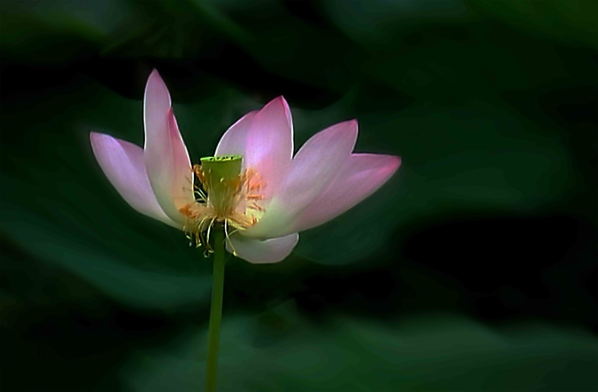 微风轻摇秋池水一株荷花独吐红
