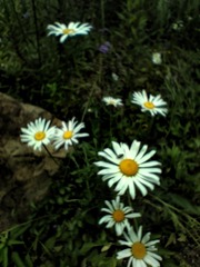 1000019693