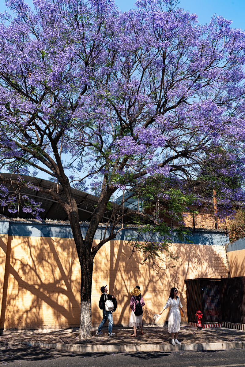 蓝花楹主题公园