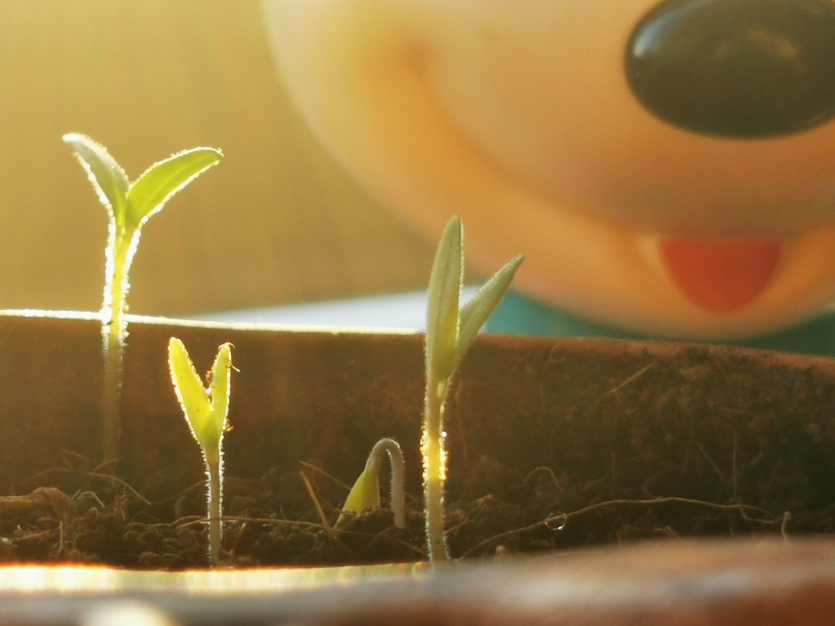 growup种下希望静待佳音奇迹骤现迎来曙光向下扎根向上生长破土而出势