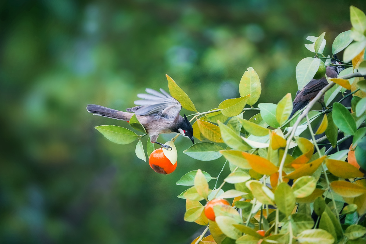 鸟闹桔子枝头