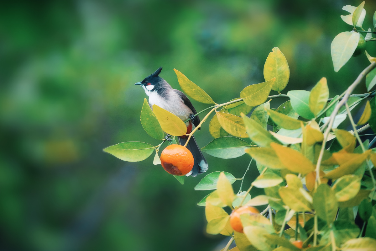 鸟闹桔子枝头