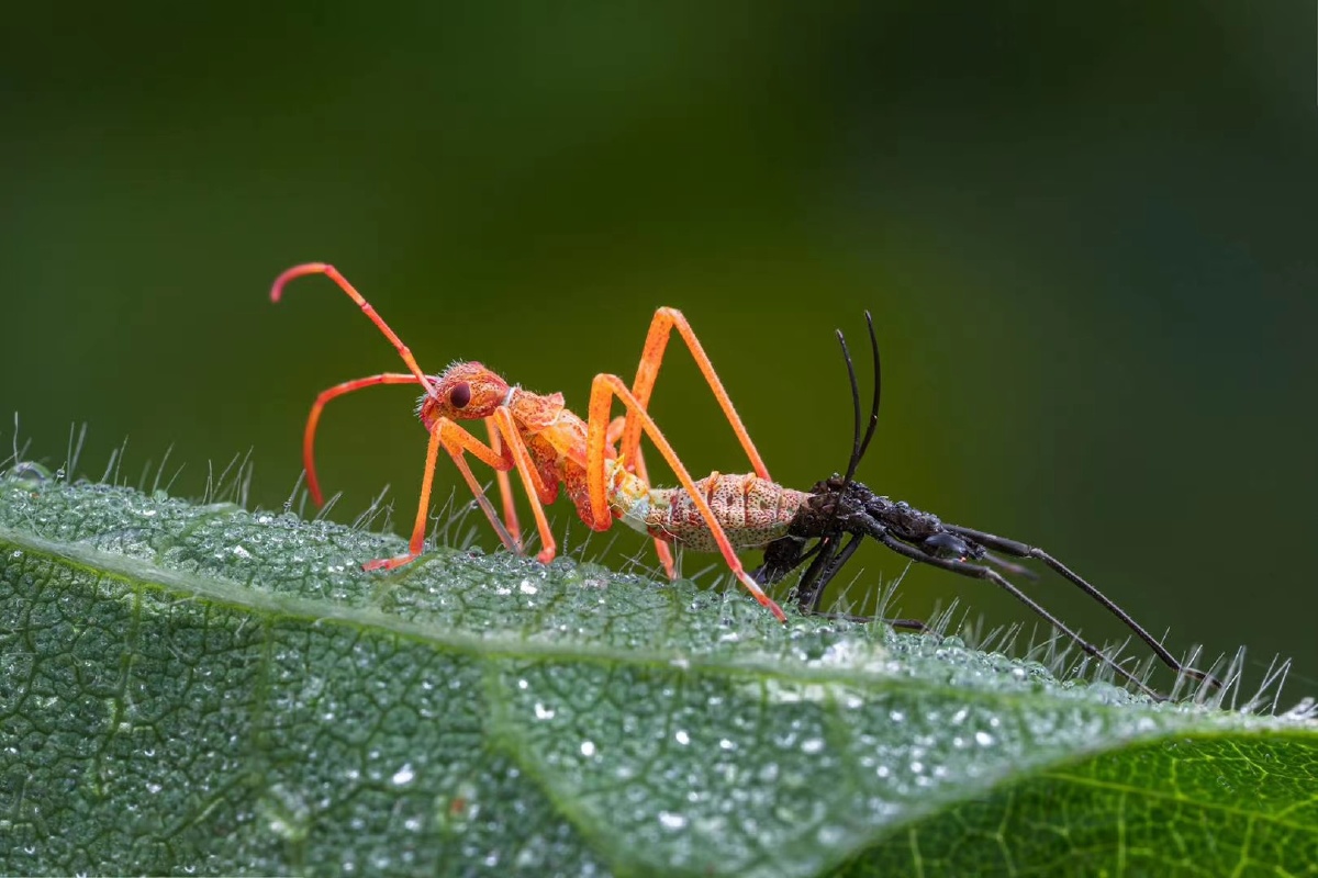 微距镜头下的微观世界