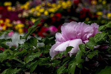 42E282EF-D89F-4E6E-8C50-3122657645BB/L0/001