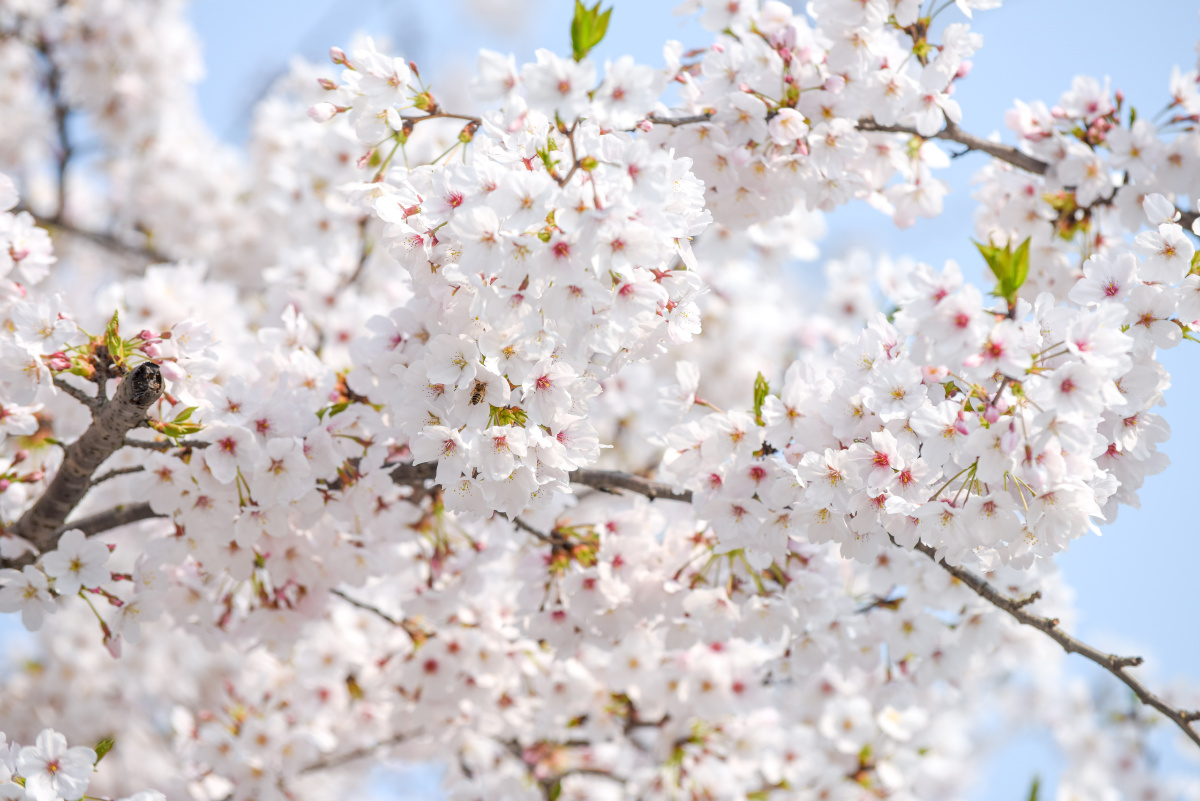 樱花- 夏天再也不见 - 图虫