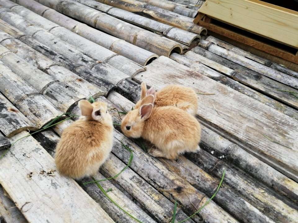 2016家兔养殖