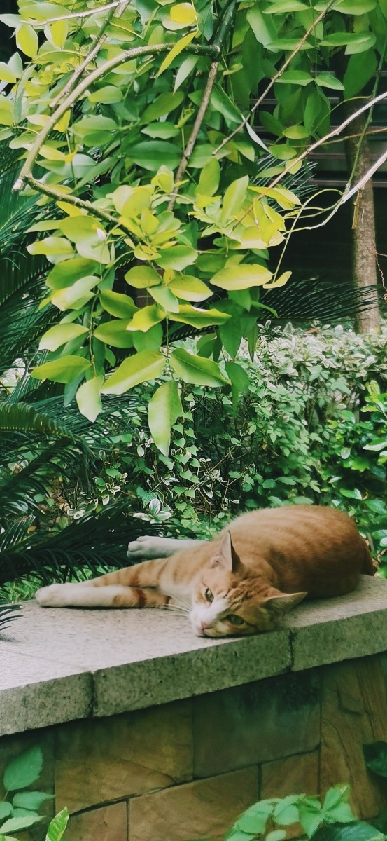 一只猫慵懒的午后阳光