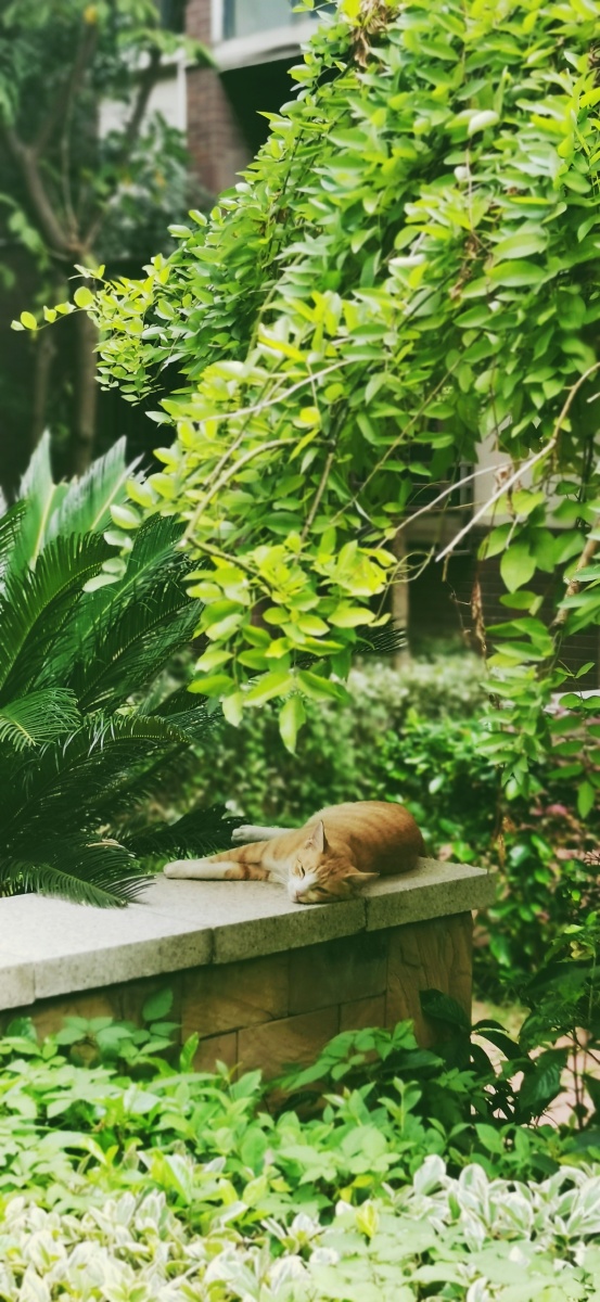 一只猫慵懒的午后阳光