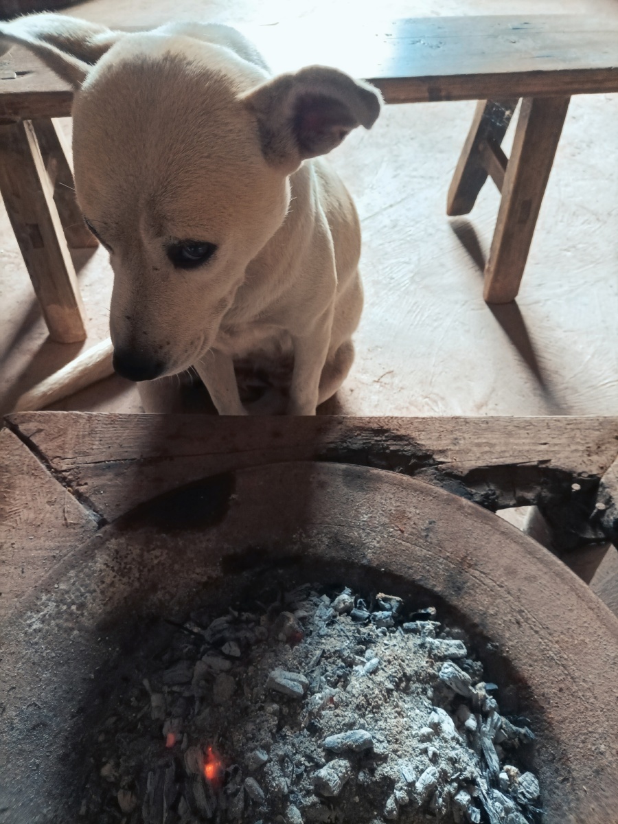 不让狗狗烤火,它就露出了如此"委屈"的表情