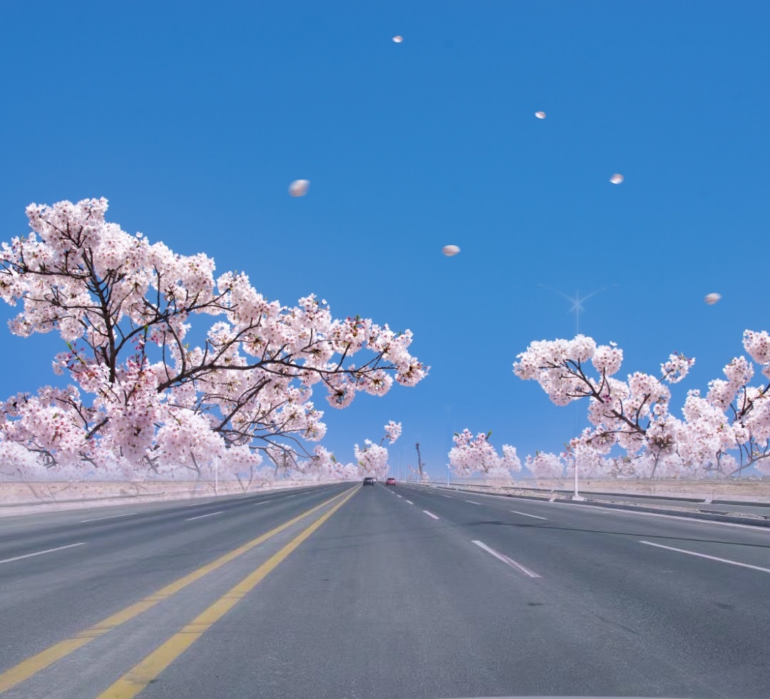 樱花开满大路边