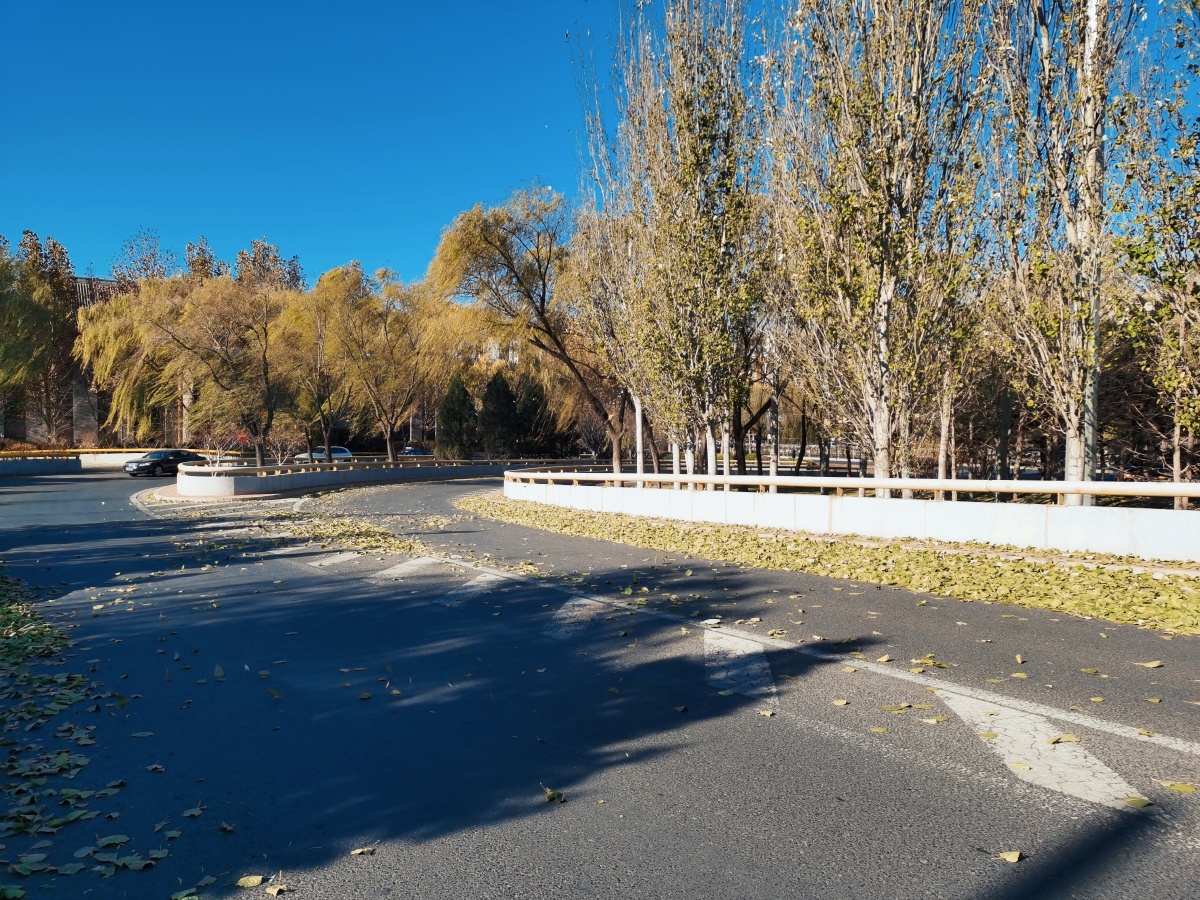 白天空旷落叶马路