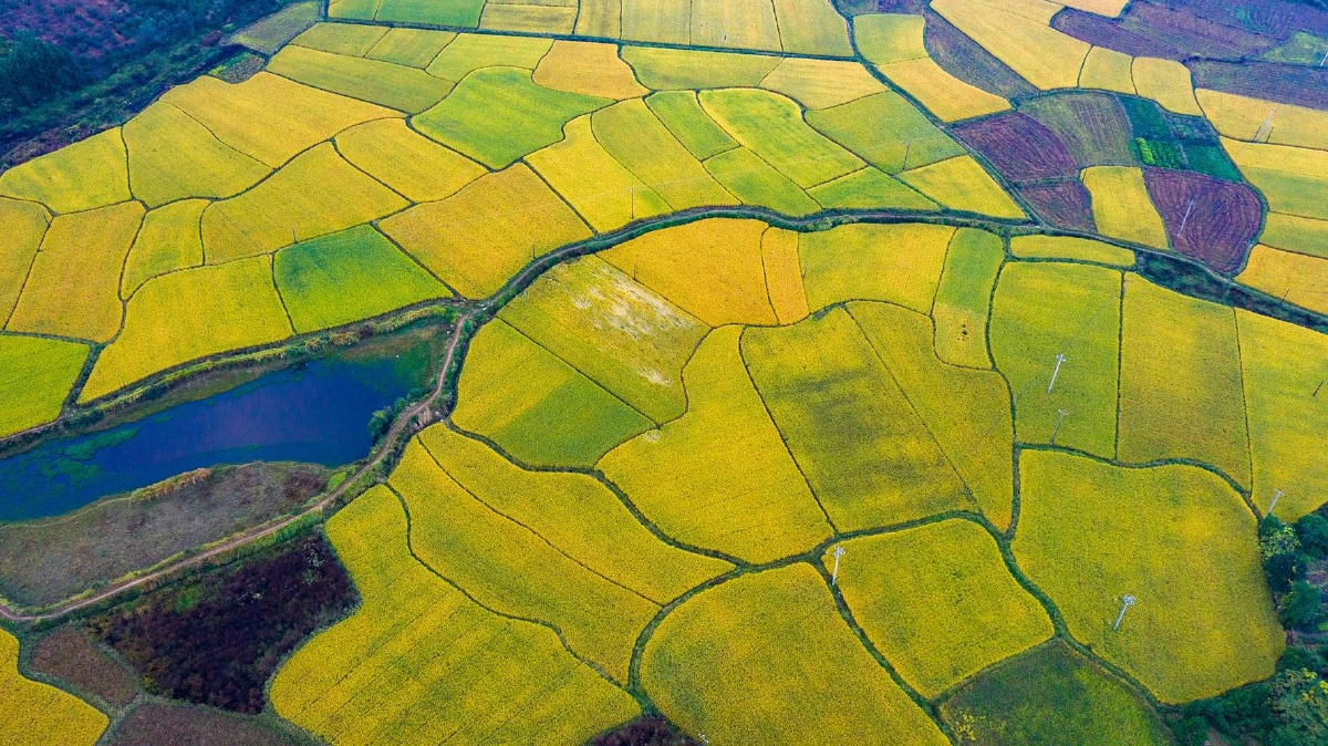 俯瞰江西峡江稻田犹如天然调色板
