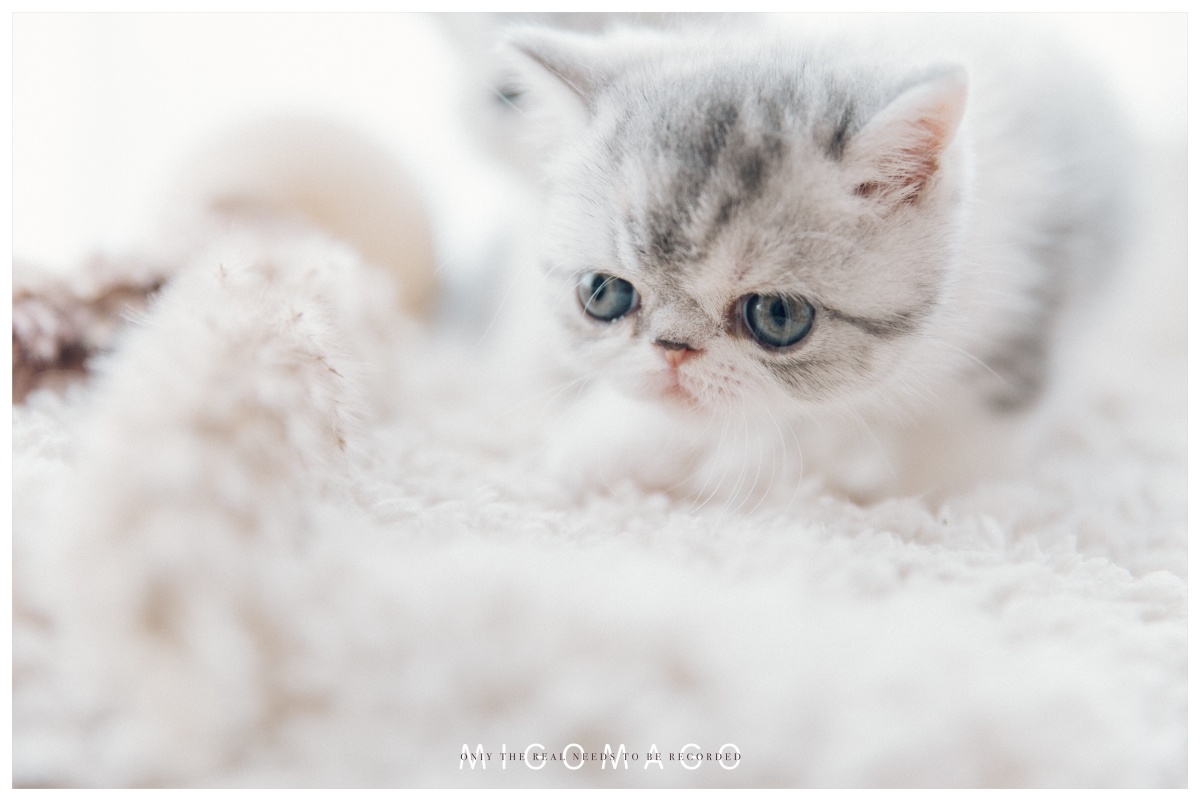 我们一起学喵叫一起喵喵喵喵喵