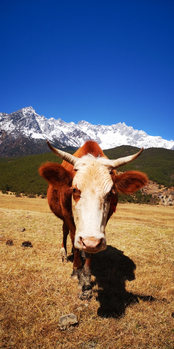 雪后玉龙雪山脚下悠闲的犏牛,上次在文海被牦牛追赶到飞起,这次只有