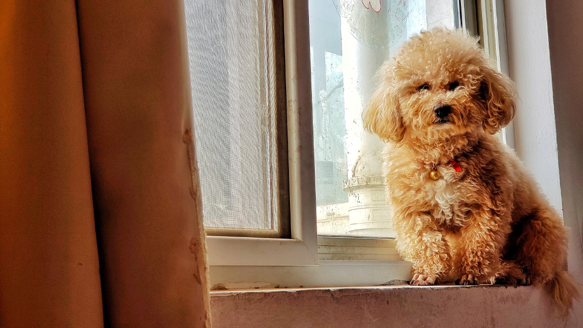 坐在窗台上思考的狗子