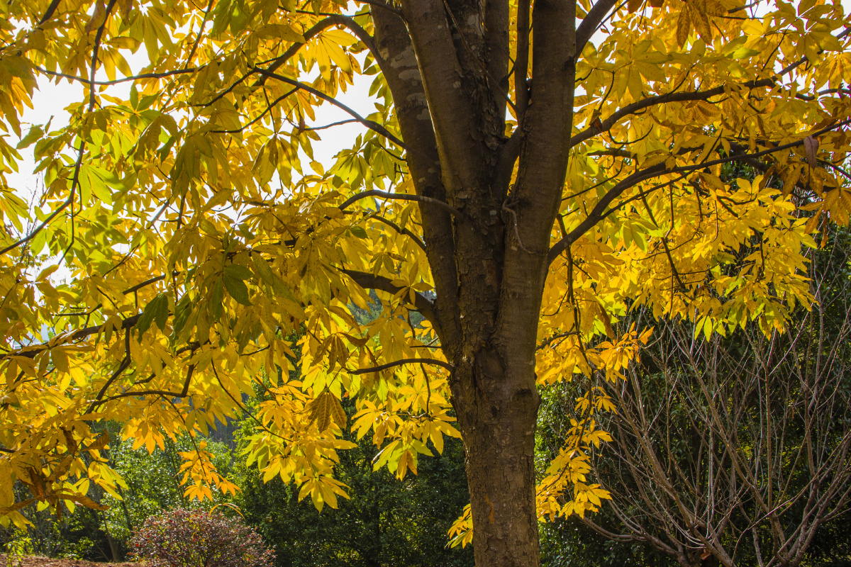 秋天公园里的七叶树