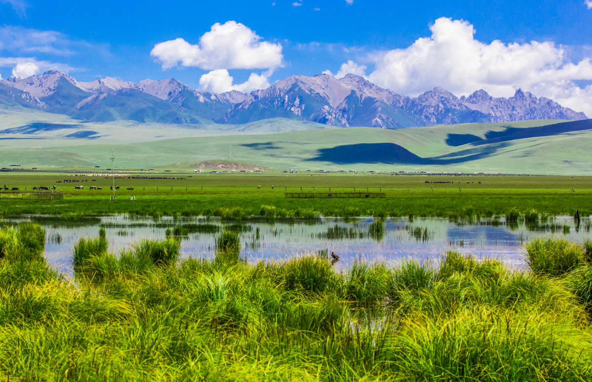 若尔盖湿地