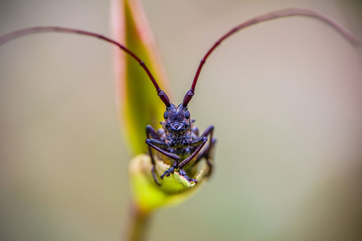 1/152山东摄影家俱乐部中国昆虫微观世界微距-万物有灵天牛昆虫微距
