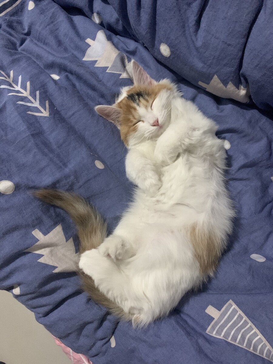 小六睡姿销魂