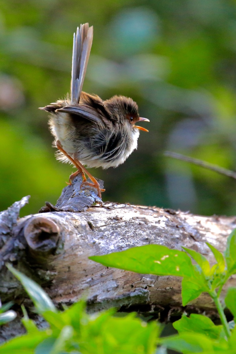 壮丽细尾鹩莺superbfairywren