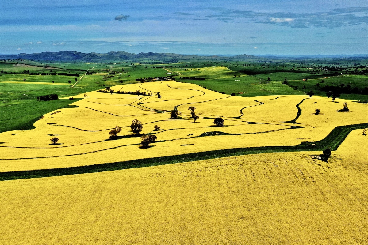 又到澳洲油菜开花季节. - frankmiao - 图虫