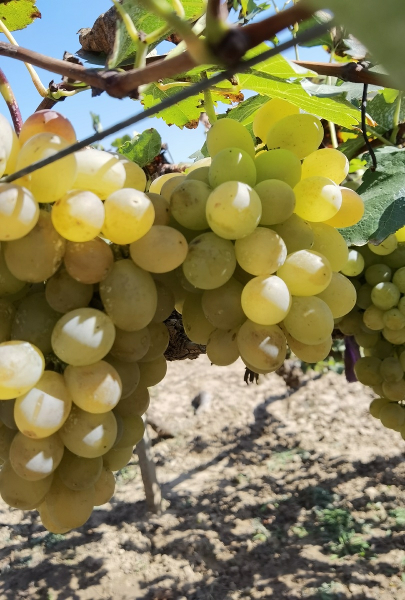 来自河北省张家口涿鹿县的葡萄