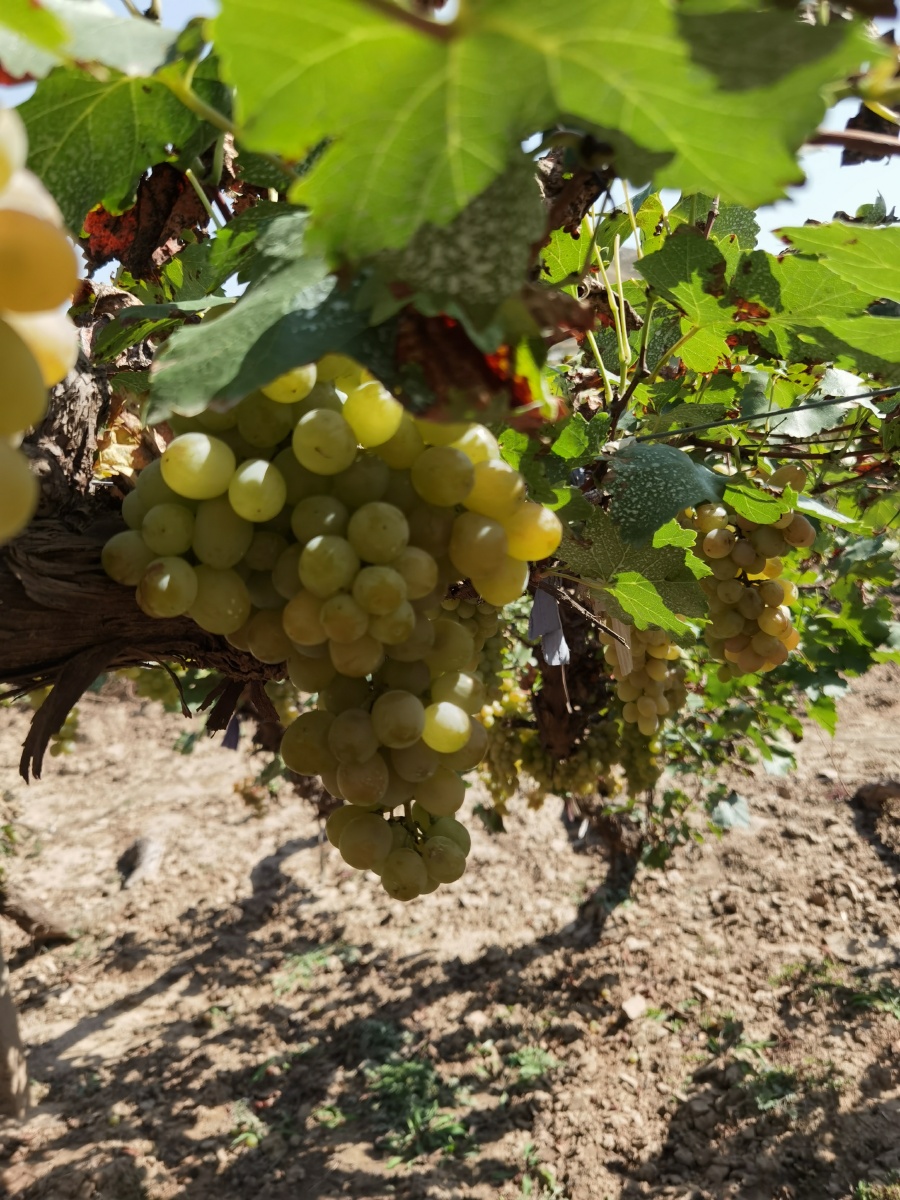 来自河北省张家口涿鹿县的葡萄