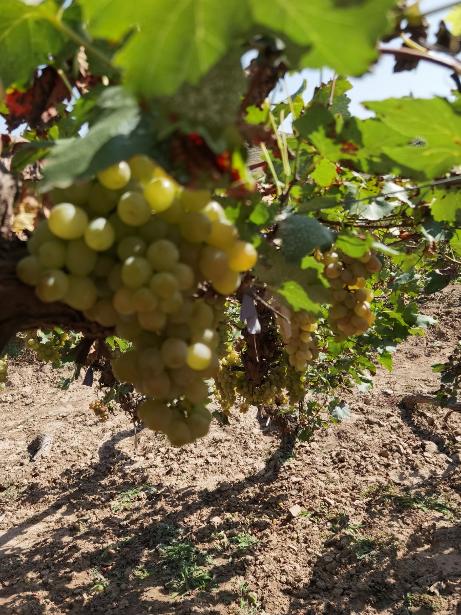 来自河北省张家口涿鹿县的葡萄