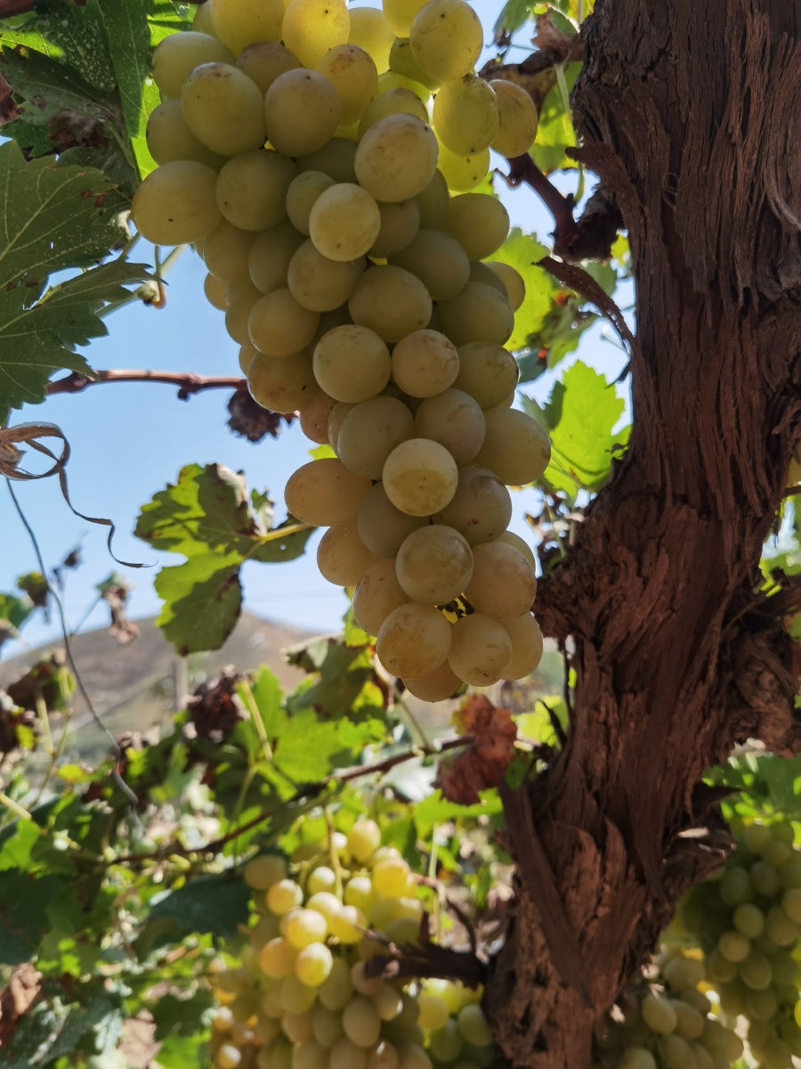 来自河北省张家口涿鹿县的葡萄