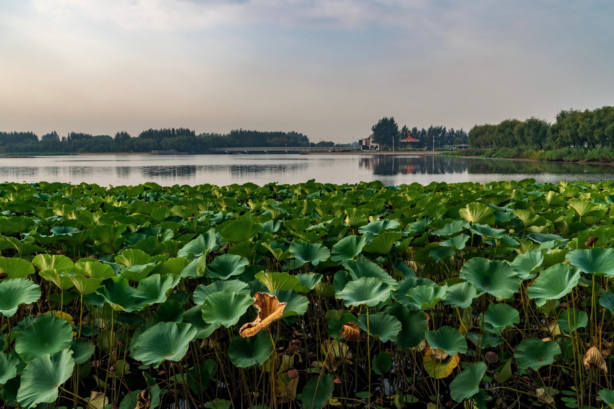 辽中蒲河国家湿地公园