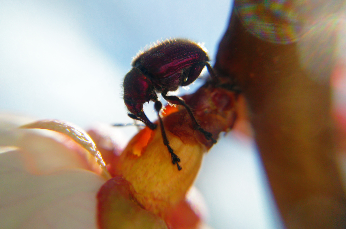 熊猫蜜蜂👍👍动物系列 - 忧郁的小哪吒