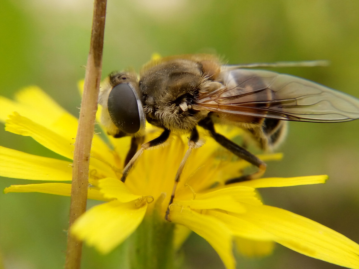 熊猫蜜蜂👍👍动物系列 - 忧郁的小哪吒