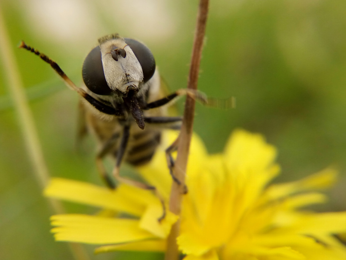 熊猫蜜蜂👍👍动物系列 - 忧郁的小哪吒