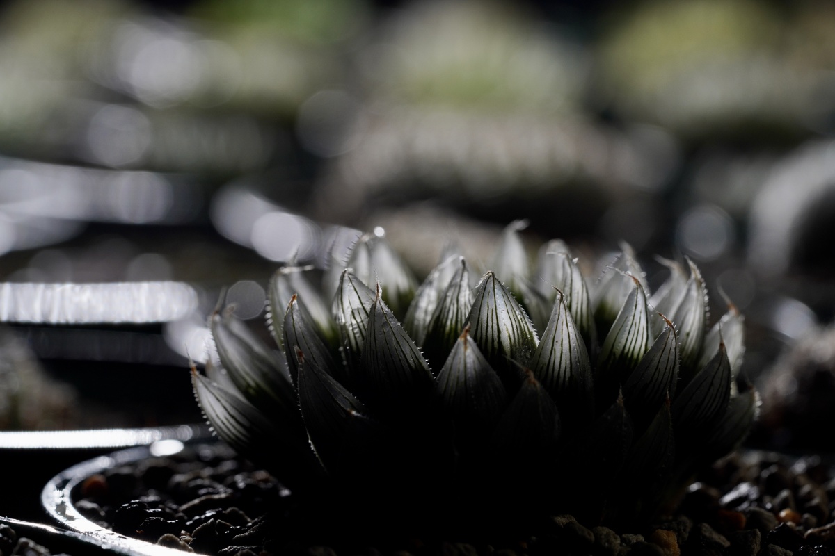 12卷原始玉露mbb6553