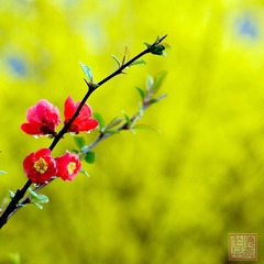 贴梗海棠-0029