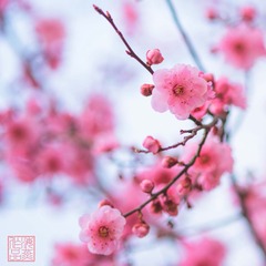 桃花-0073