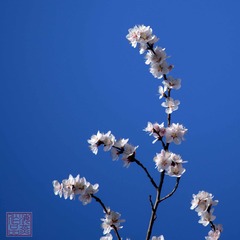 山桃花-0120