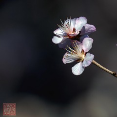 山桃花-0068