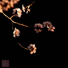 山桃花-0059