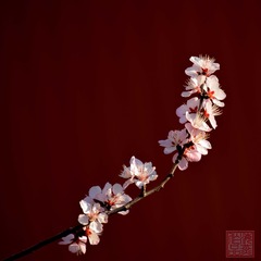山桃花-0060
