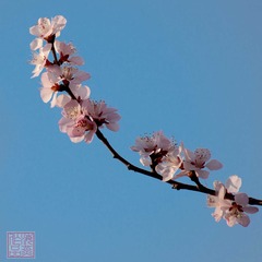 山桃花-0045