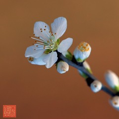 山桃花-0112