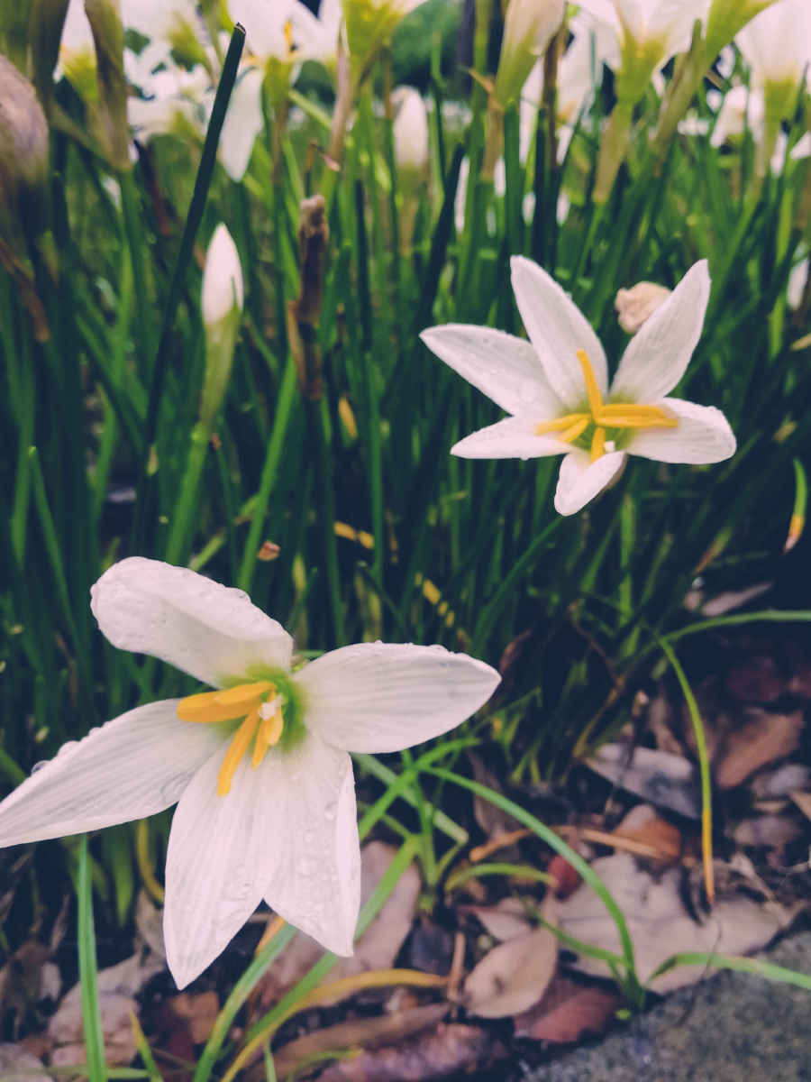 手摄~ - 雪翎羽 - 图虫