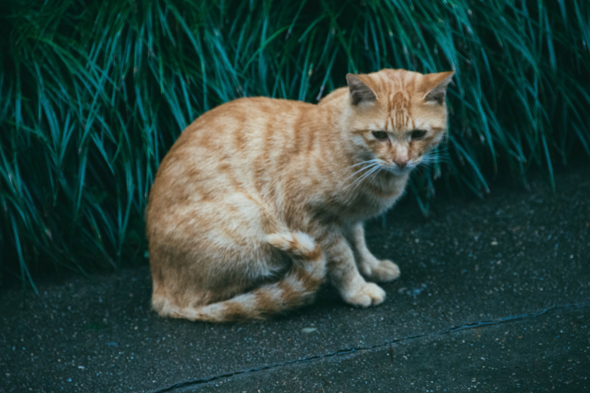 雨中的猫