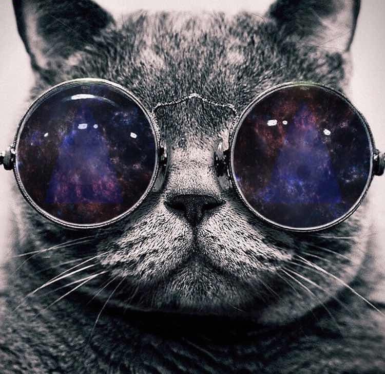 三个精品猫头像 - 摄影宗师 - 图虫