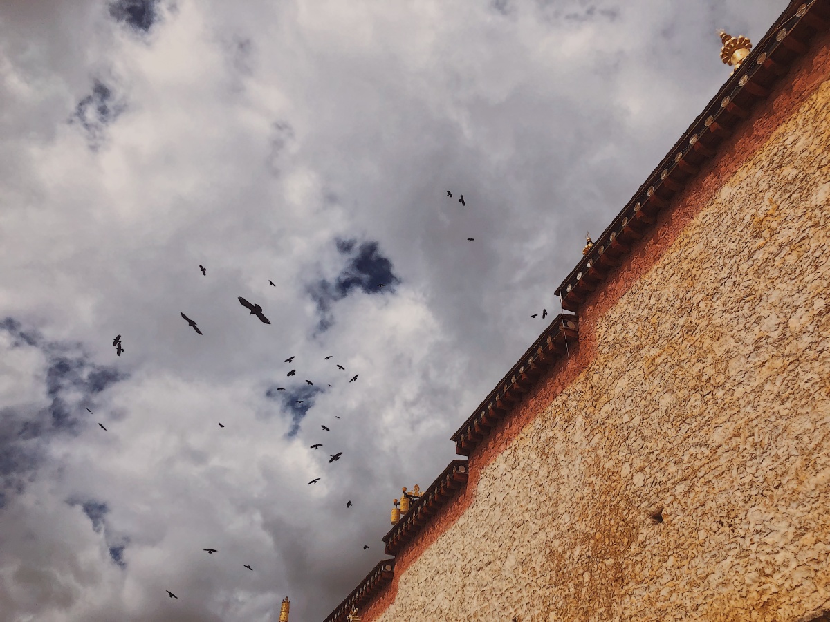 盘旋在松赞林寺上方的吉祥鸟