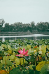 D2AADED1-3669-49C9-B037-529A5AB66020/L0/001
