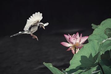 飞鸟荷花